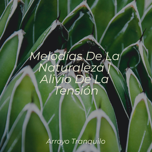 Abrazar La Serenidad