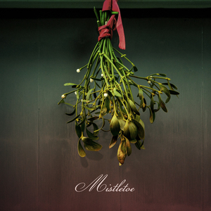 Mistletoe