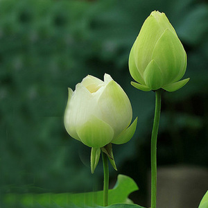 一花一世界（养生放松舒缓情绪-钢琴）