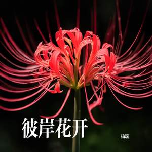 彼岸花开