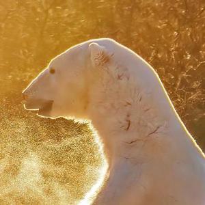 月亮之矢（翻自：孤矢 / 虞娱）