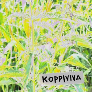 KOPRIVA
