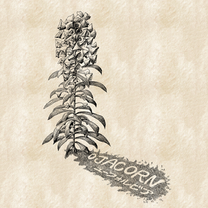 ユーフォルビア