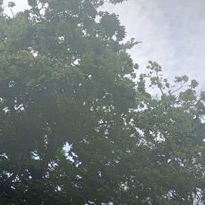 江小鹅《你从未离去》