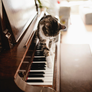 Cat Piano Harmony