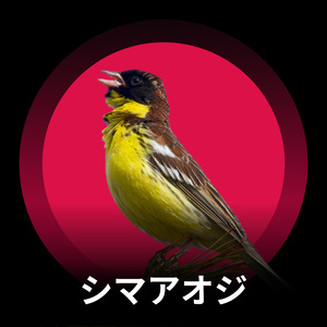 シマアオジの夏の歌声