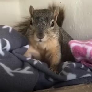 Justice For Peanut The Squirrel (R&B Country)