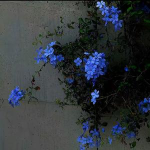 大天蓬（dj版）