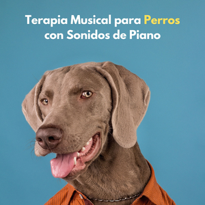 Acogedora Melodía Para La Siesta