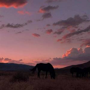风中有朵雨做的云