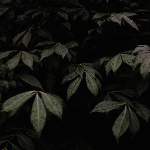 【FREE】Acid Sugar Rain