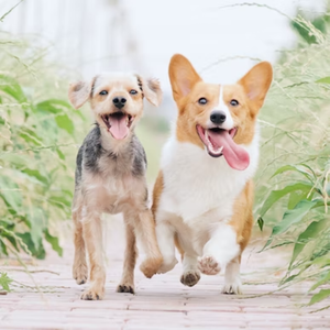 “Romeo” -RICHNOMADIC type Melodic Drill beat