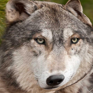 Моргенштерн на минималках