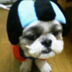 Shih-Tzu