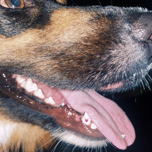 Милосердие