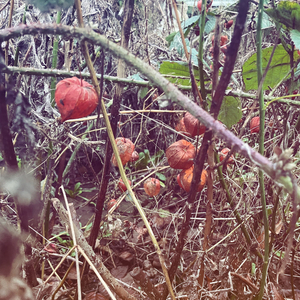 Where Is Charmander?