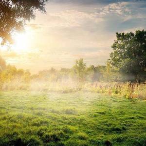 Sunrise In the Forest