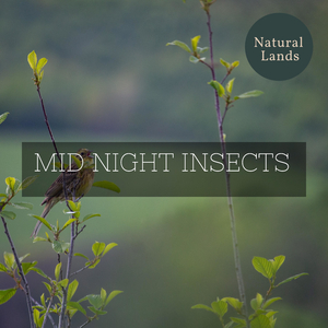 Slender Waterfall Hiss