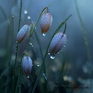 Among Dewdrops and Early Larks