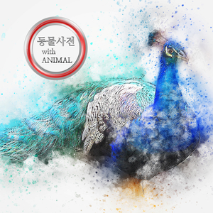 크리스마스의 꿈