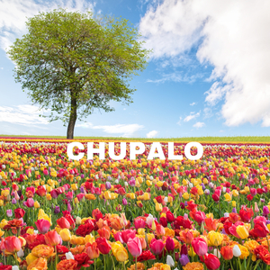 Chupalo