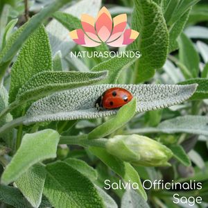 Salvia Officinalis - Sage
