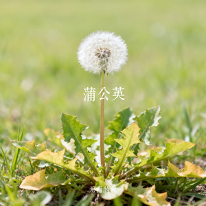 蒲公英