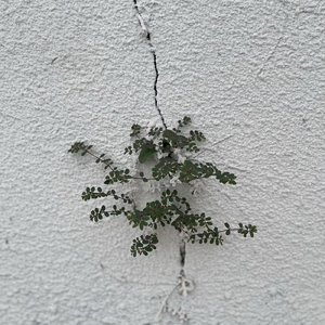 未完成的最后排
