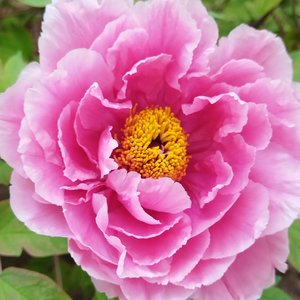 花开花谢皆是缘