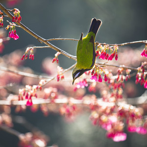 凉风（洛天依版demo）