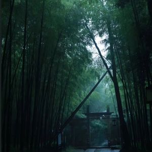 【FREE】''竹林''中国风 x Memphis x 竹笛 Type Beat