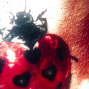 Coccinelles