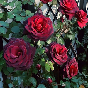 爱情是场博弈，我总想让你赢