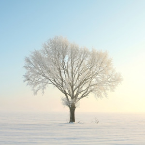 銀色に光る冬の朝～白い世界に天使が舞う～