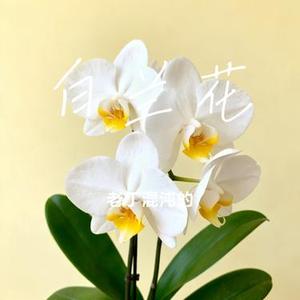 白兰花 (Cover 林俊杰)