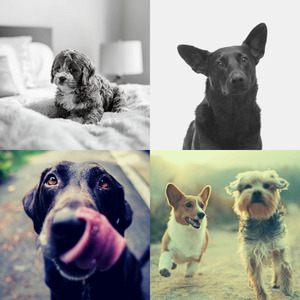 有趣可爱的狗情怀