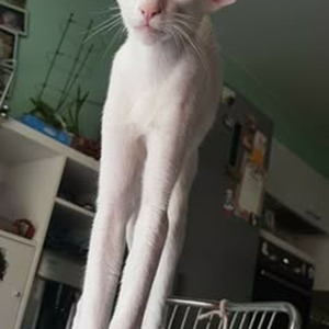 Moves Like Jagger (sped up)