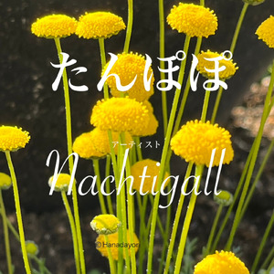 たんぽぽ (Remix)