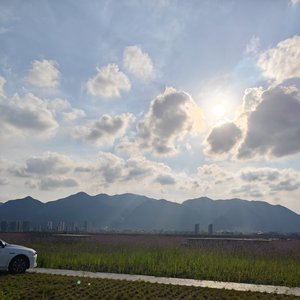 西店花海
