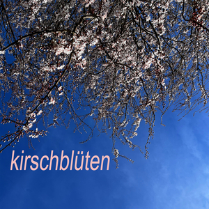 Kirschblüten