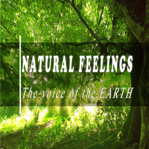 Spring Ambience Meditation in the Morning Under a Cheery Tree with Blossoms