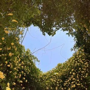 没你也能活下去（cover姜铭杨）