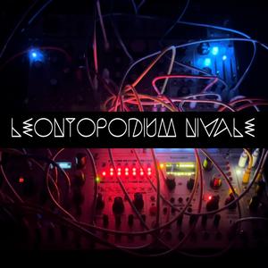 Leontopodium Nivale