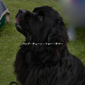 Sensational Backdrops for Latte Dreams