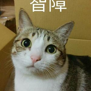 【剑网·3 】沉浮一曲（Cover 霍建华）