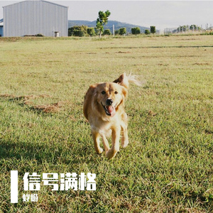 信号满格