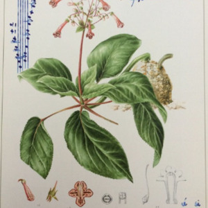 3 - Sinningia Douglasii - Sofia Hall, Bulgaria, 2021