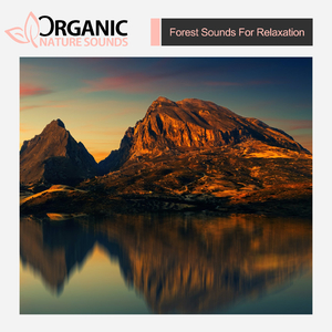 Forest Sounds For Relaxation