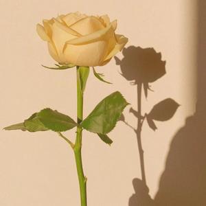 关于夏至风起时（Above The Summer）