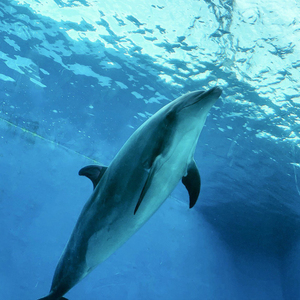 Dolphin (Telepath edit)